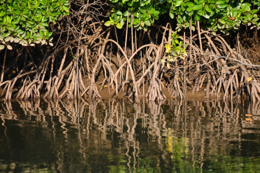 Une mangrove à Saint-Barthélemy.