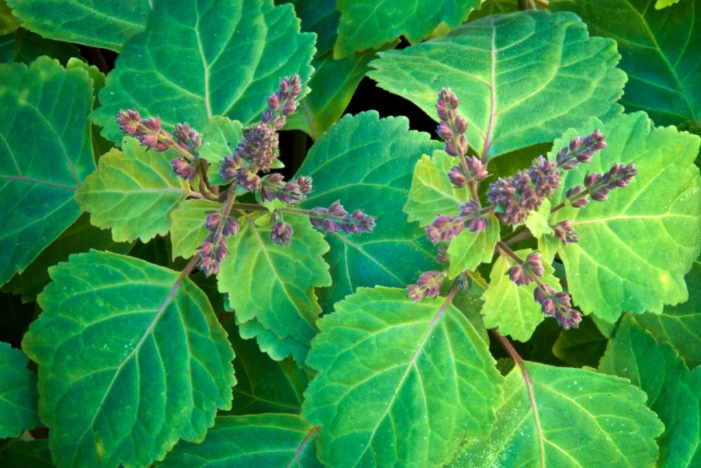 Huile Patchouli.