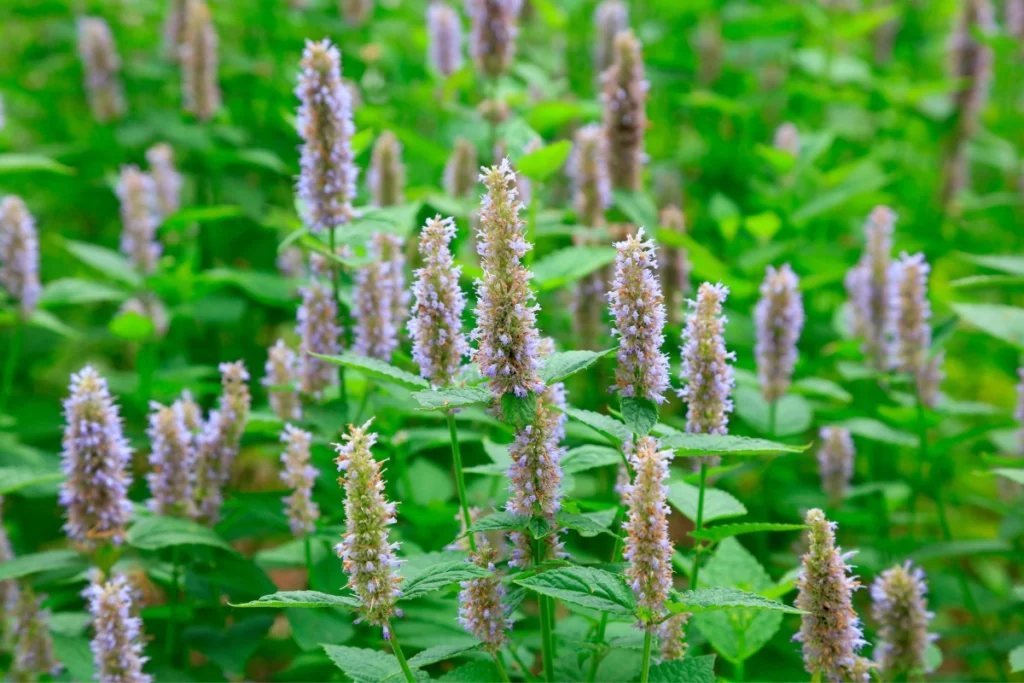Huile Patchouli.