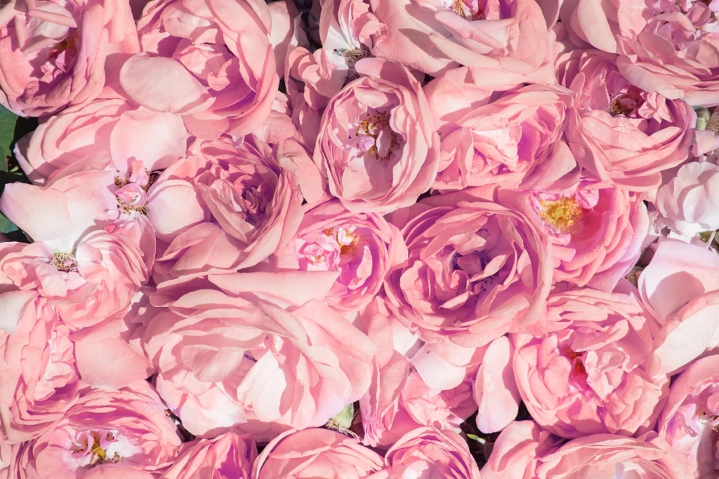 Huile essentielle de rose.