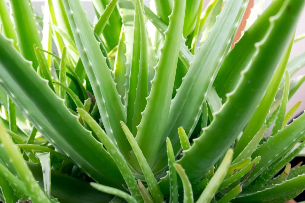 Entretien aloe vera