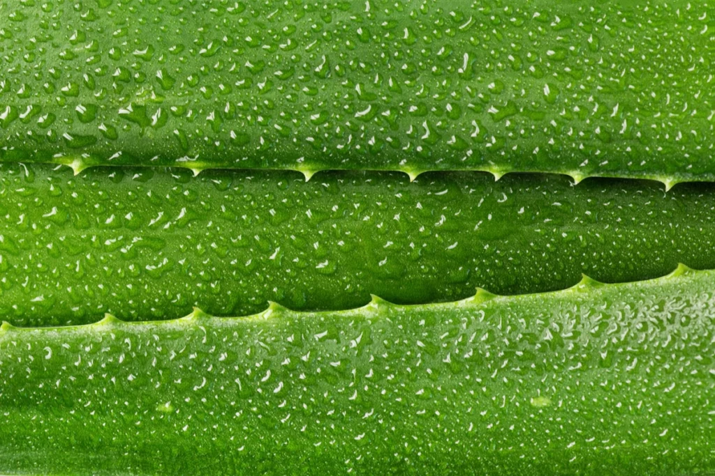 Aloe-Vera.