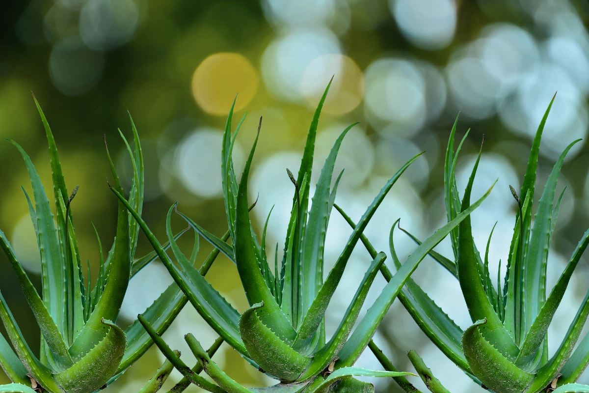 Aloe-Vera.