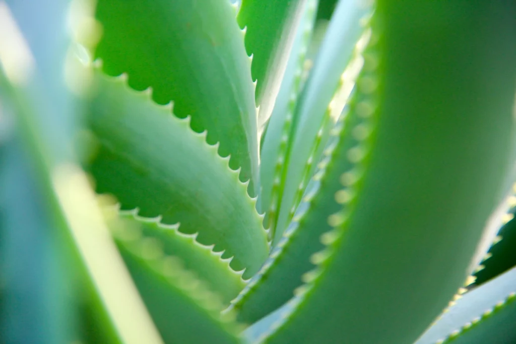 Entretien aloe vera
