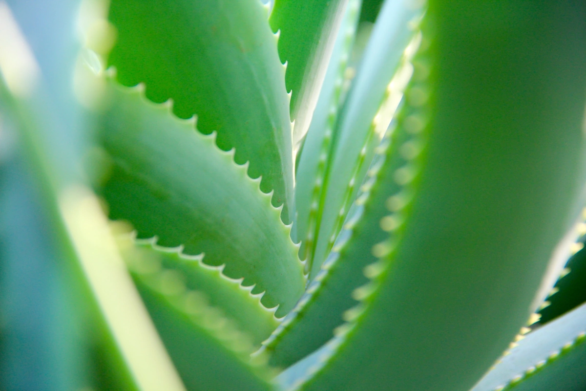 Aloe-Vera.