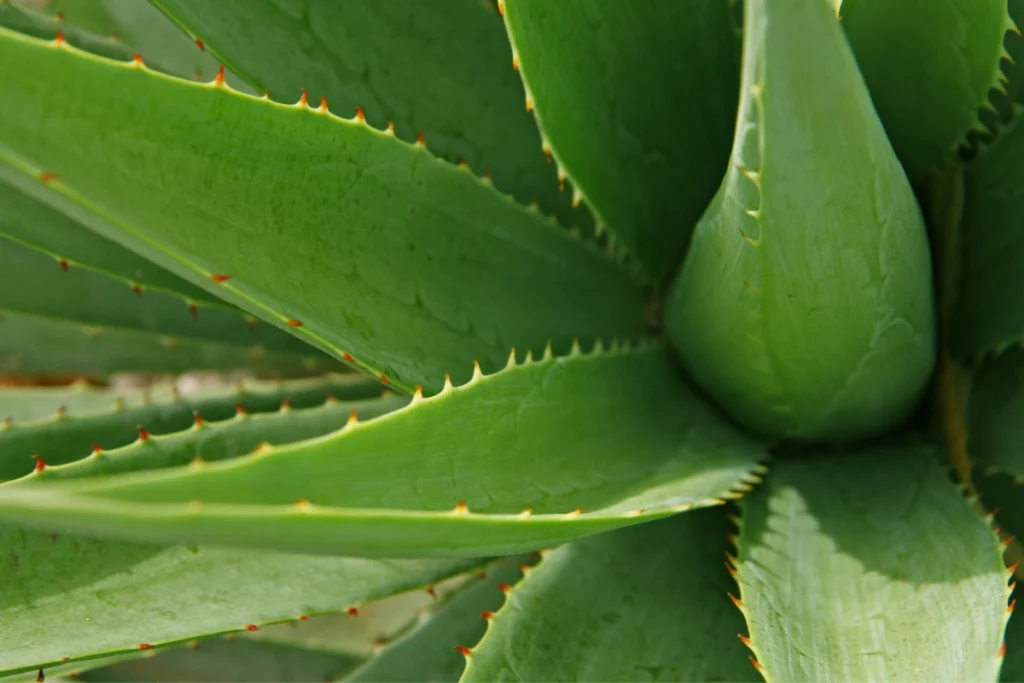 Entretien aloe vera