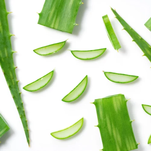 Recettes aloe vera : idées simples, fraîches et naturelles