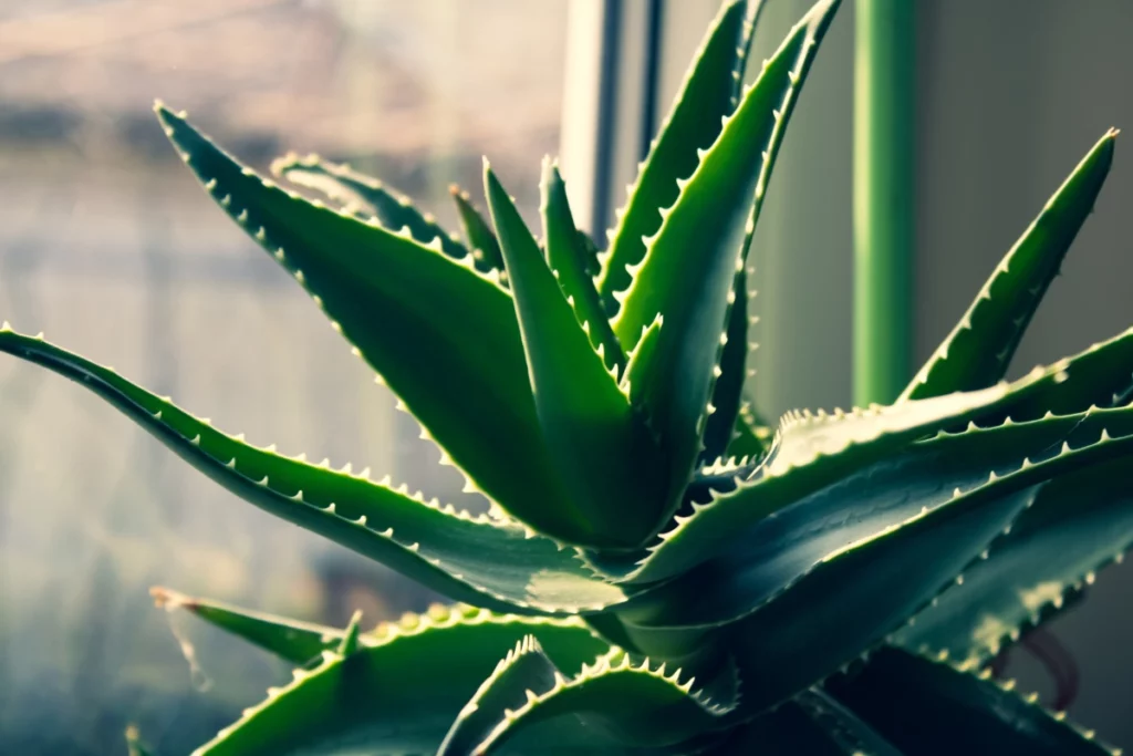 Aloe vera.